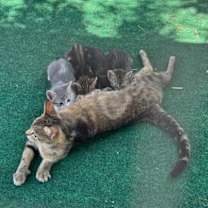 Thumbnail photo of Mamas #3