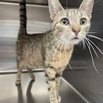 Thumbnail photo of Rascle #1