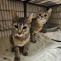 Thumbnail photo of Rascle #2