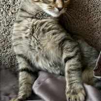 Thumbnail photo of Finleigh #4