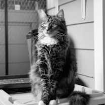 Thumbnail photo of Miss Miss #1