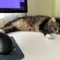 Thumbnail photo of Miss Miss #3