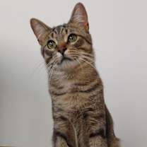 Thumbnail photo of Baby Tigger #1