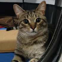 Thumbnail photo of Baby Tigger #2