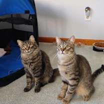 Thumbnail photo of Baby Tigger #3