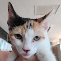 Thumbnail photo of Cami #2