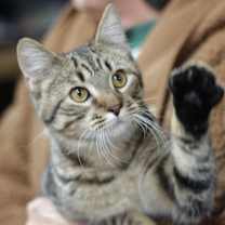 Thumbnail photo of Hogan #2