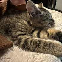 Thumbnail photo of Olive #3