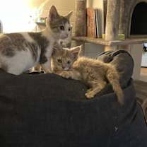 Thumbnail photo of Itty #2