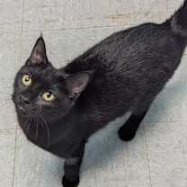 Thumbnail photo of Elvira #1