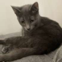 Thumbnail photo of Muffin #1