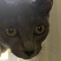 Thumbnail photo of Muffin #2