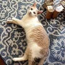 Thumbnail photo of Gallagher #1