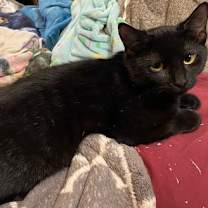 Thumbnail photo of Salem w/Melba (FCID# 09/03/2025 - 7) #1