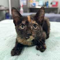 Thumbnail photo of Cholula #1