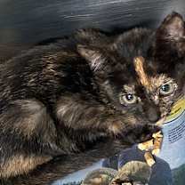 Thumbnail photo of Cholula #2