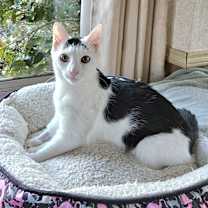 Thumbnail photo of Cowser #1