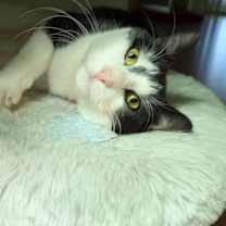 Thumbnail photo of Paw #1