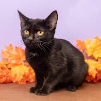 Thumbnail photo of Venice #2