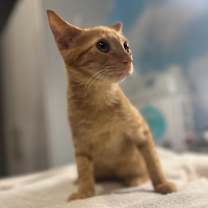 Thumbnail photo of Lucca #2