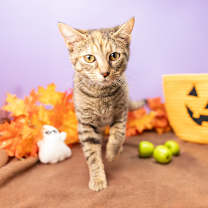 Thumbnail photo of Hiba #4