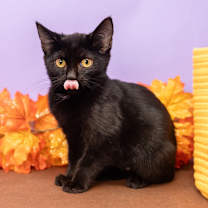 Thumbnail photo of Venice #4