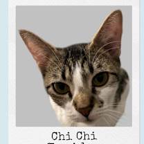 Thumbnail photo of ChiChi #2