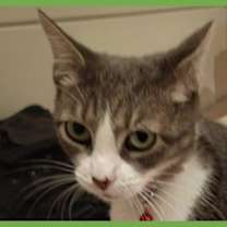 Thumbnail photo of Fancy #1