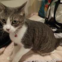 Thumbnail photo of Fancy #2