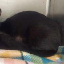 Thumbnail photo of CA 128 Cameo #3