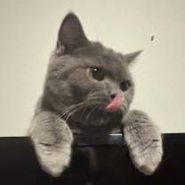 Thumbnail photo of Megatron and Dulce #1