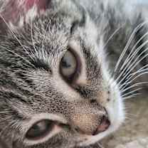 Thumbnail photo of Lucky Charms #1