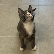 Thumbnail photo of Montgomery #3