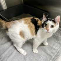 Thumbnail photo of Ophelia #1