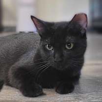 Thumbnail photo of Cookie Crisp #1