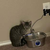 Thumbnail photo of Sapphire #4