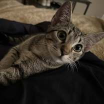 Thumbnail photo of Sapphire #3