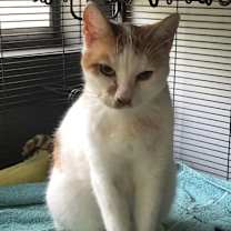 Thumbnail photo of Mingles #4