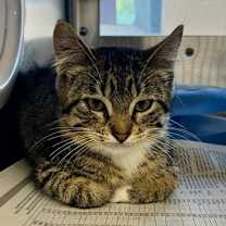 Thumbnail photo of Fortnite #3