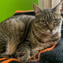 Thumbnail photo of Kitty #1