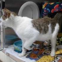 Thumbnail photo of Squid Exile #2