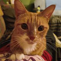 Thumbnail photo of Rue #1