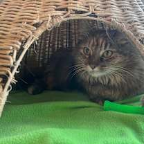 Thumbnail photo of Polly #4