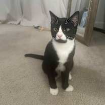 Thumbnail photo of Reginald #1