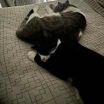 Thumbnail photo of Reginald #3