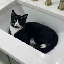 Thumbnail photo of Reginald #4