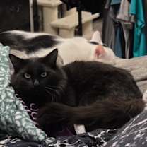 Thumbnail photo of PENNY in FOSTER #1