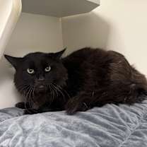 Thumbnail photo of PENNY in FOSTER #2