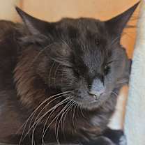 Thumbnail photo of PENNY in FOSTER #3