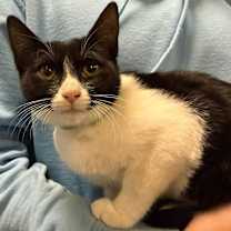 Thumbnail photo of Scoobert  #2